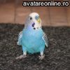 Animale Pasari papagal coco 10380