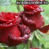 Flori Trandafiri un buchet cu trandafiri intro inimioara cu  numele 10460