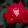 Flori Trandafiri  733