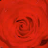 Flori Trandafiri  898