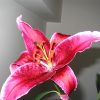 Flori Orhidee  4315