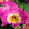 Flori Orhidee  4331