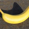 Fructe Diverse Banane 6348