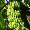 Fructe Diverse Banane 6350