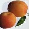 Fructe Diverse Caise 6549
