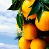 Fructe Diverse Portocale 6562