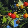 Fructe Diverse Cirese 6584