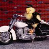 Amuzante Animale Biker Chick 1227