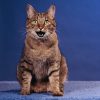 Animale Pisici Happy Cat 1238