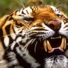Animale Tigri  1174