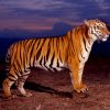 Animale Tigri  1958