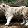 Animale Tigri  1973