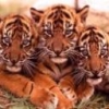 Animale Tigri  116