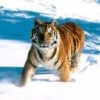 Animale Tigri  125