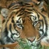 Animale Tigri  139