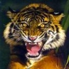 Animale Tigri  185