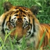 Animale Tigri  197