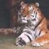 Animale Tigri  53