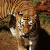Animale Tigri  703