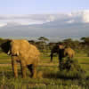 Animale Elefanti  706