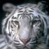 Animale Tigri  80